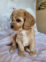 Adorable male and female Cavapoo puppies.