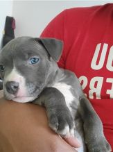 Blue nose American Pit bull terrier puppies available