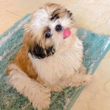 💗🍀NEW YEAR🐶 MALE/FEMALE 👪 SHIH TZU PUPPIES 💕💕