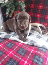 Cute Labrador Retriever Puppies Available