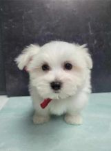 Dramatic Ckc Maltese Puppies