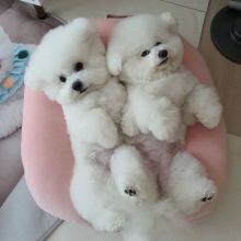 🎅🎅 MALE 🎄 FEMALE 👪 BICHON FRISE PUPPIES 🎁 FOR CHRISTMAS 🎅🎅