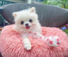 💗🍀NEW YEAR🐶 MALE/FEMALE 👪 POMERANIAN PUPPIES 💕💕