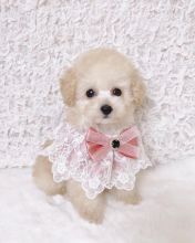 💗🍀NEW YEAR 🐶 MALE 🐕 FEMALE 👪 TOY POODLE PUPPIES 💕💕