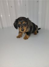 Adorable Dachshund puppies for adoption!