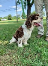 er Spaniel~ 1st and 2nd Shots Completed