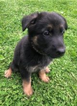 German Shepherd Puppies.