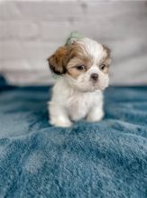 Lovely Shih Tzu Puppies.