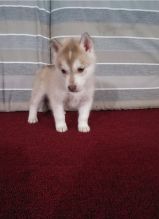 Male and female Siberian husky puppies