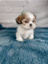 Shih Tzu Puppies - Updated On All Shots Available For Rehoming