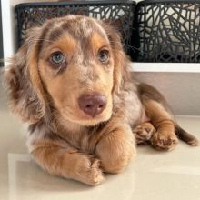 🟥🍁🟥 NEW YEAR🐶 MALE/FEMALE 👪 DACHSHUND PUPPIES 💕💕 Image eClassifieds4u 2