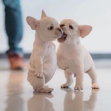 🟥🍁🟥 NEW YEAR🐶 MALE/FEMALE 👪 FRENCH BULLDOG PUPPIES 💕💕 Image eClassifieds4U