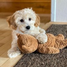 💗🍀NEW YEAR🐶 MALE/FEMALE 👪 MALTIPOO PUPPIES 💕💕 Image eClassifieds4u 1