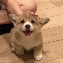 💗🍀NEW YEAR🐶 MALE/FEMALE 👪 PEMBROKE WELSH CORGI PUPPIES 💕💕 Image eClassifieds4u 2