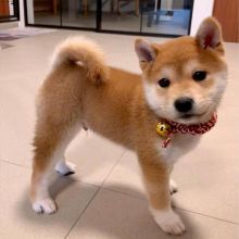 🟥🍁🟥 NEW YEAR🐶 MALE/FEMALE 👪 PEMBROKE WELSH CORGI PUPPIES 💕💕 Image eClassifieds4u 1