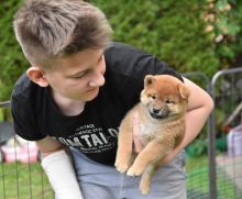 🟥🍁🟥 NEW YEAR🐶 MALE/FEMALE 👪 PEMBROKE WELSH CORGI PUPPIES 💕💕 Image eClassifieds4u 2