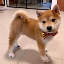 💗🍀NEW YEAR🐶 MALE/FEMALE 👪 SHIBA INU PUPPIES 💕💕 Image eClassifieds4u 1