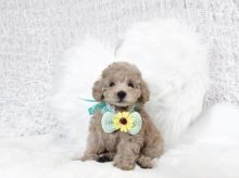 🟥🍁🟥 NEW YEAR🐶 MALE/FEMALE 👪 TOY POODLE PUPPIES 💕💕 Image eClassifieds4u 1