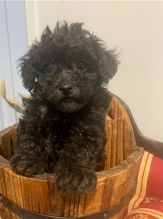 Healthy and VERY friendly CKC Toy Poodle pups!@ Image eClassifieds4u 1