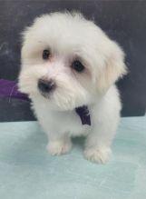 Pure White Maltese Puppies for New Homes Image eClassifieds4u 2