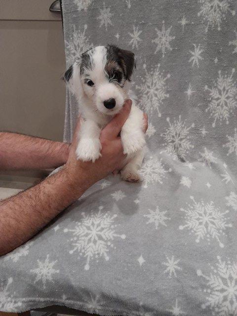 Gorgeous Black and White Sealyham Puppies for sale in Halifa Image eClassifieds4u
