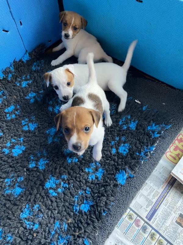 Jack Russell puppies looking for caring homes Image eClassifieds4u