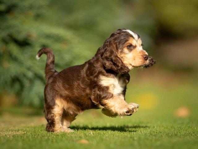 Show type er Spaniel puppies Image eClassifieds4u