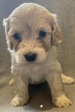 Beautiful apoo puppies for sale