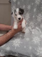 Gorgeous Black and White Sealyham Puppies for sale in Halifa