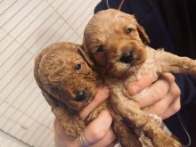 Health tested miniature Red Cavapoo puppies HYPOALLERGENIC