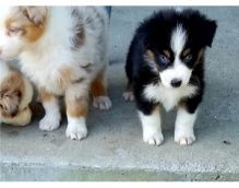 Australian shepherd puppies