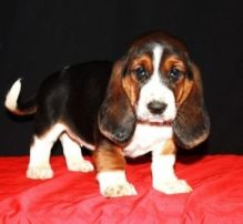 beautiful Basset Hound male puppies available