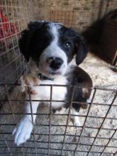 Border Collie Puppies from a working farm