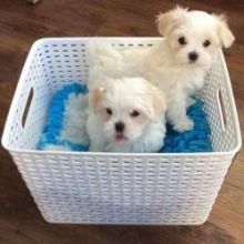 cuyjnb Maltese Puppies