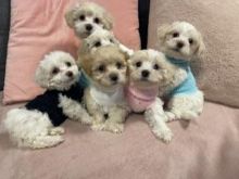 handsome boy enjoys Maltipoo, Ready Now