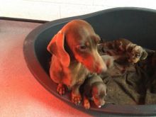 Miniature dachshund puppies