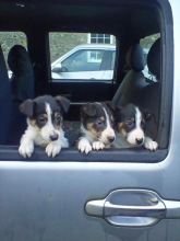 3 Gorgeous Collie Pups - Black/white/Tri Coloured