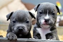 xgtjytn Adorable blue Kc registered Staffordshire Bull Terrier Puppies ready