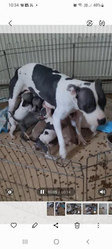 10 week old American bully for sale Image eClassifieds4u