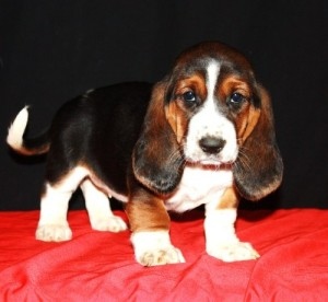 beautiful Basset Hound male puppies available Image eClassifieds4u
