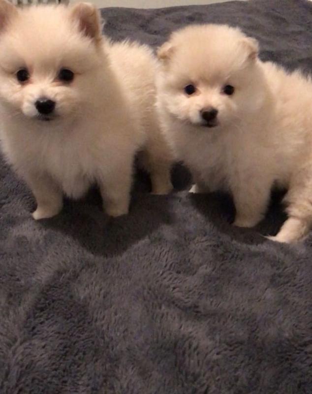cbyh Pomeranian Puppies Image eClassifieds4u