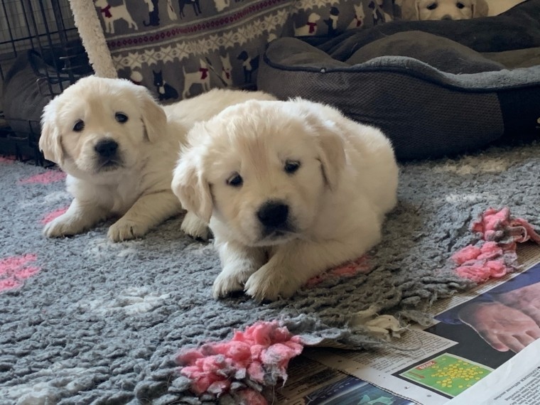 cdgth Golden Retriever puppies Image eClassifieds4u