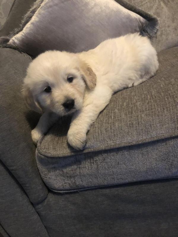 golden retriever puppies Image eClassifieds4u