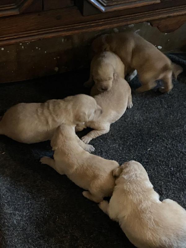 Gorgeous Chunky yellow Pedigree Labrador Puppies! Image eClassifieds4u