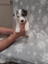 Gorgeous Black and White Sealyham Puppies for sale in Halifa Image eClassifieds4U