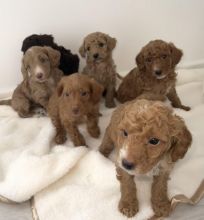 JACKAPOO 3/4 POODLE Image eClassifieds4U