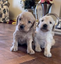 F1 Labradoodle puppies Image eClassifieds4U