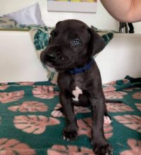 Great Dane Puppies Puppies Available Image eClassifieds4U