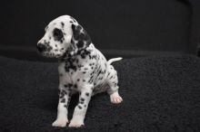 purebred Dalmatian puppies puppies Image eClassifieds4U