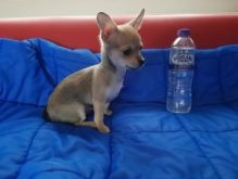 vaccinations and dewormer Miniature Chihuahua